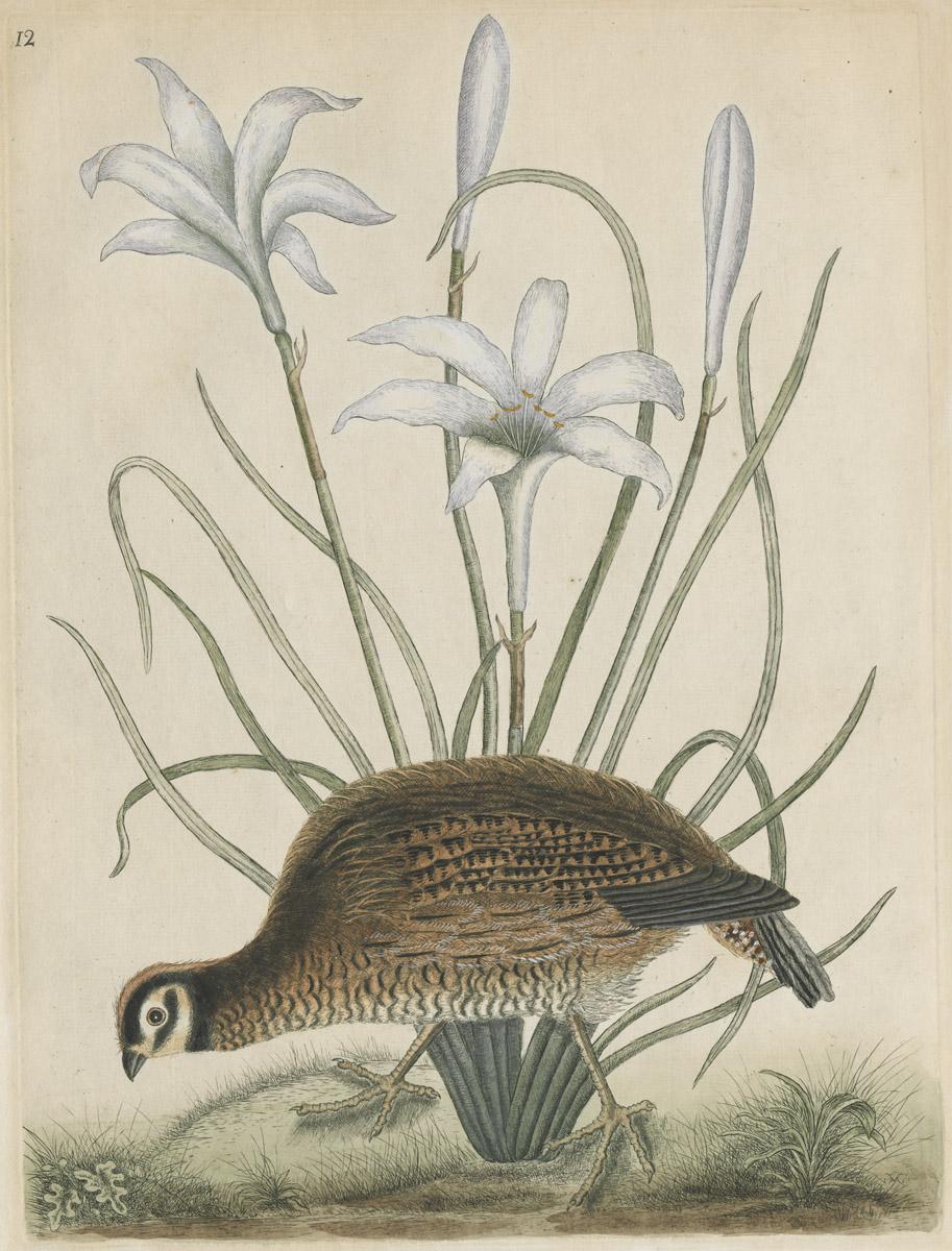1969.1939 A Print, image