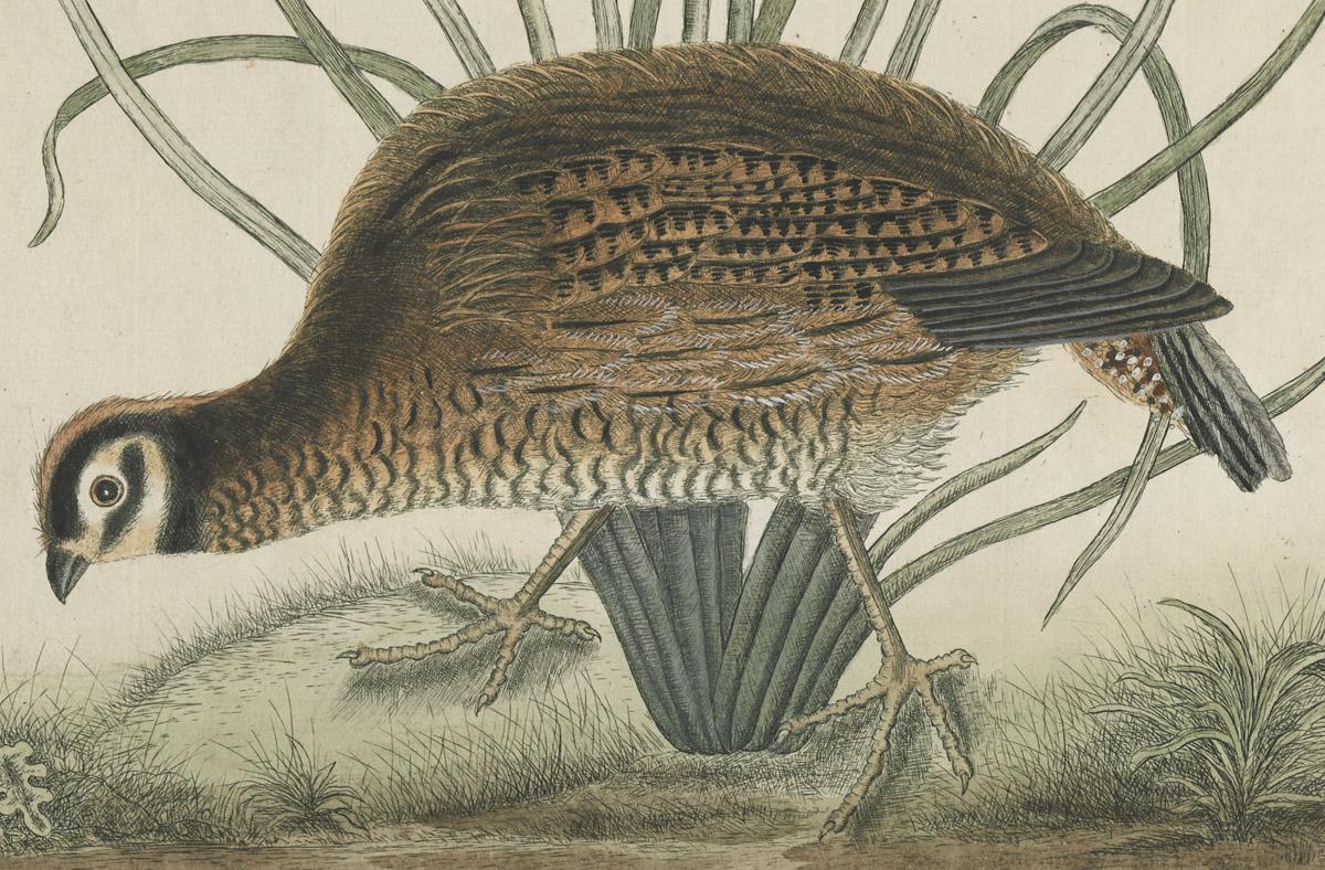 1969.1939 A Print, detail 4
