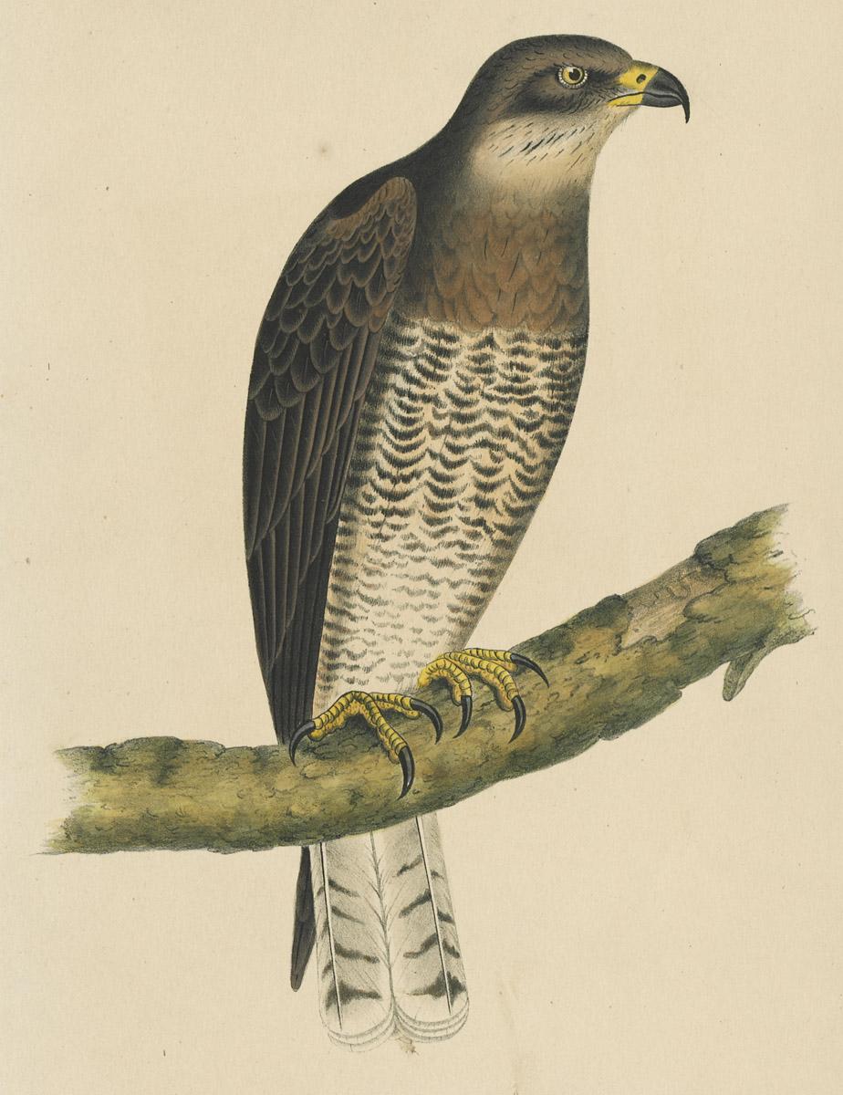 1969.2758 Print, image