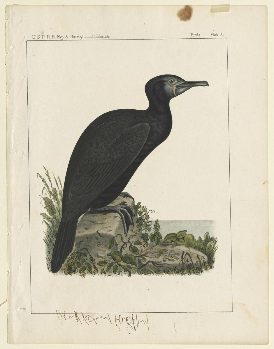 1969.2760 Print
