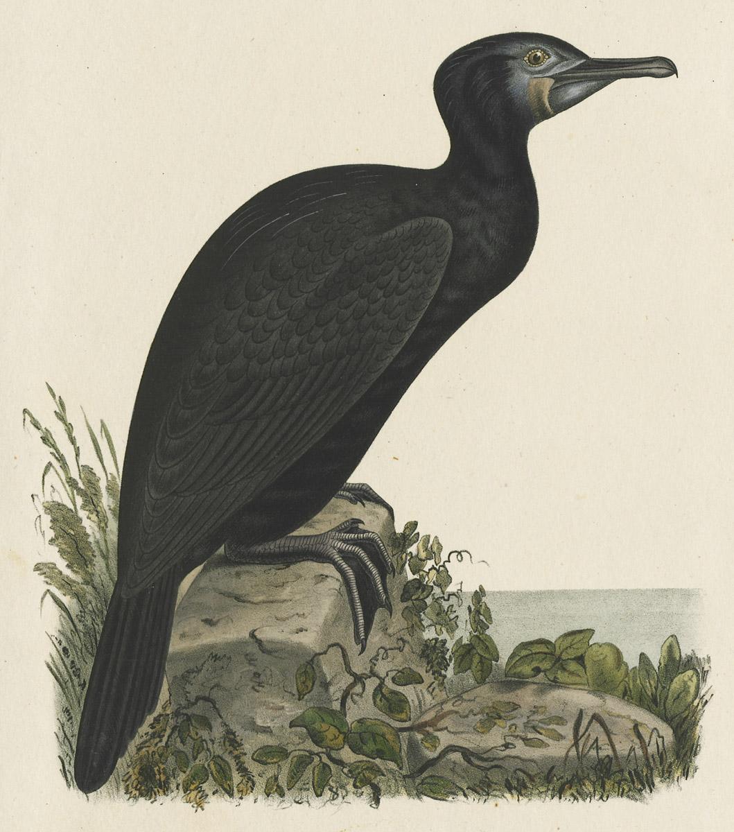 1969.2760 Print, image