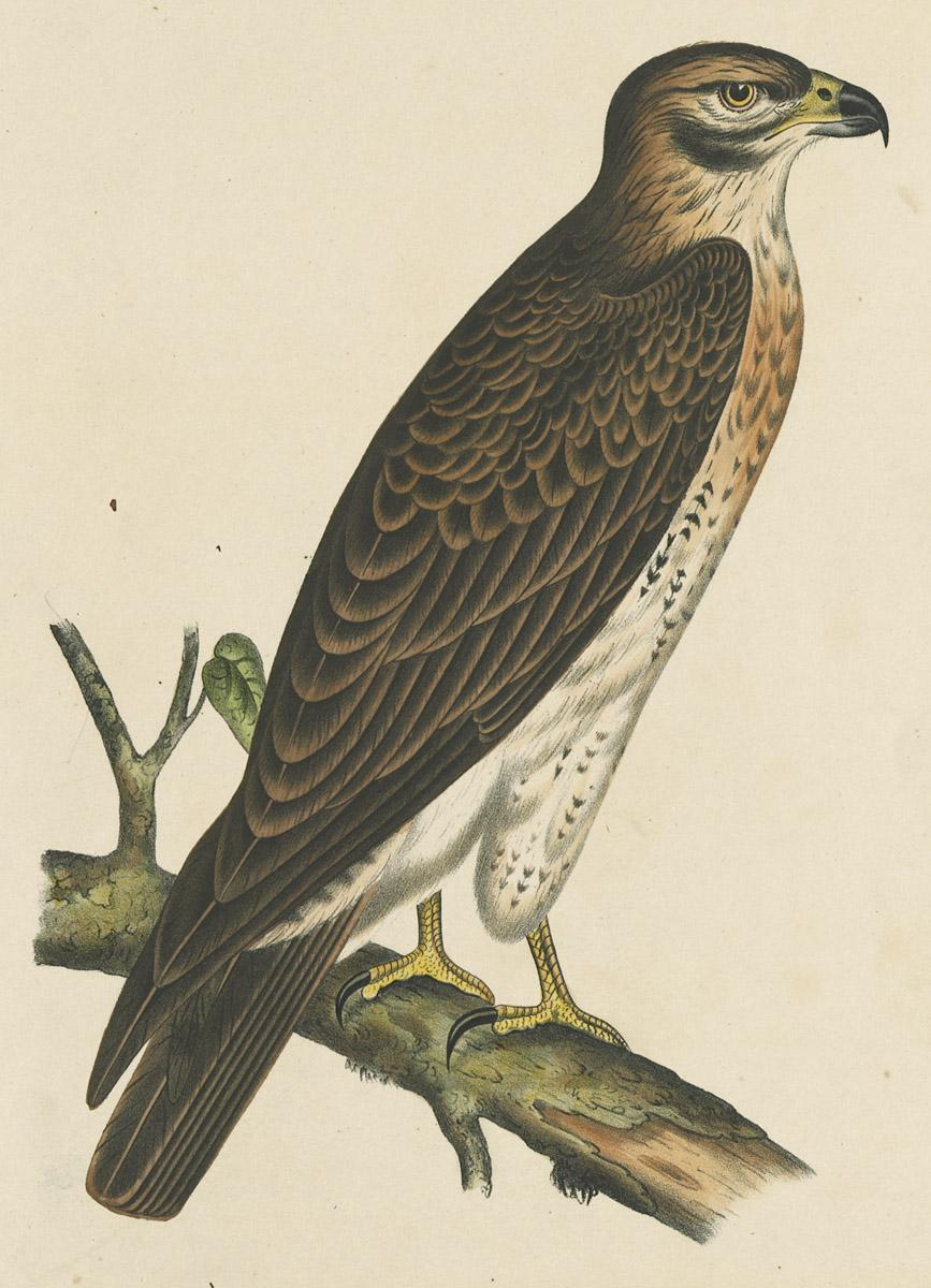 1969.2762 Print, image