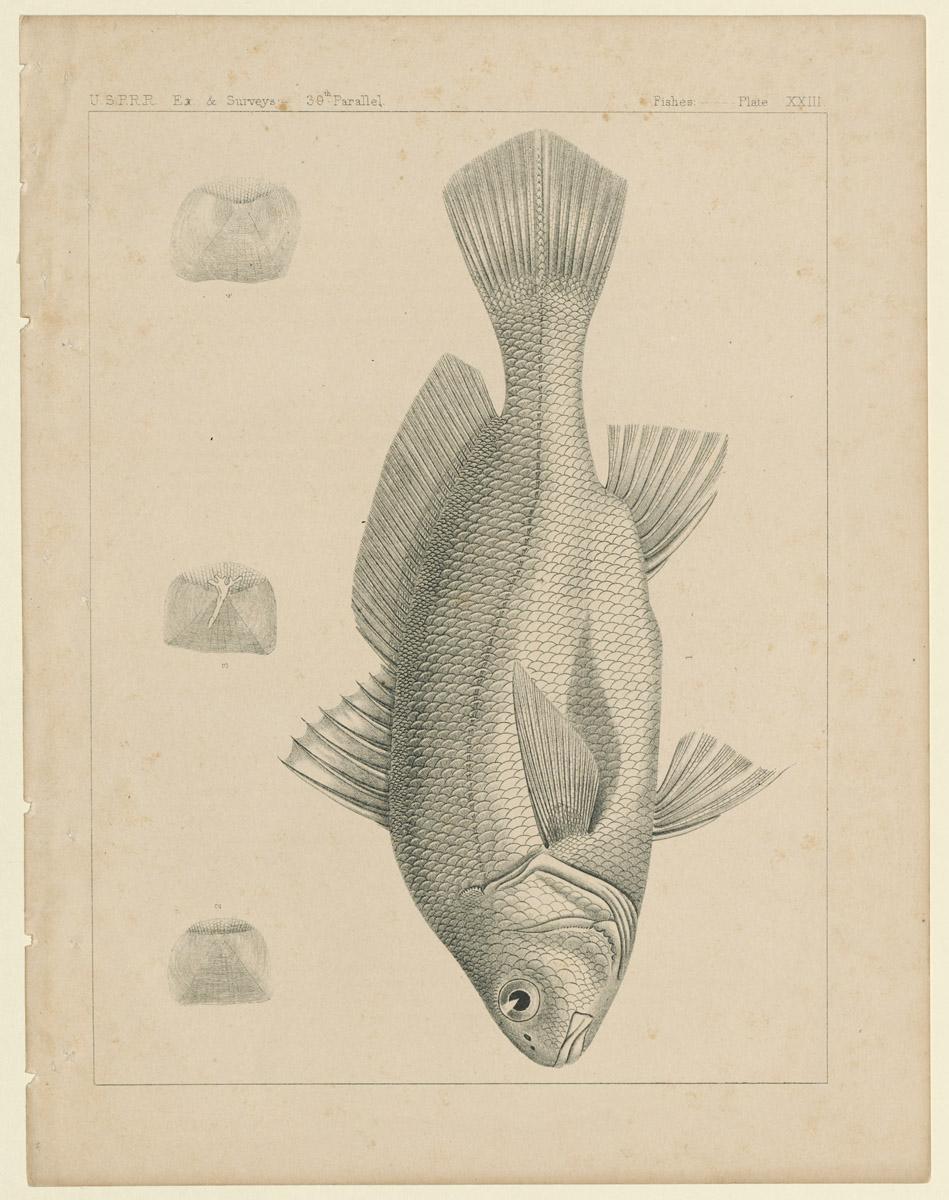 1969.2764 Print