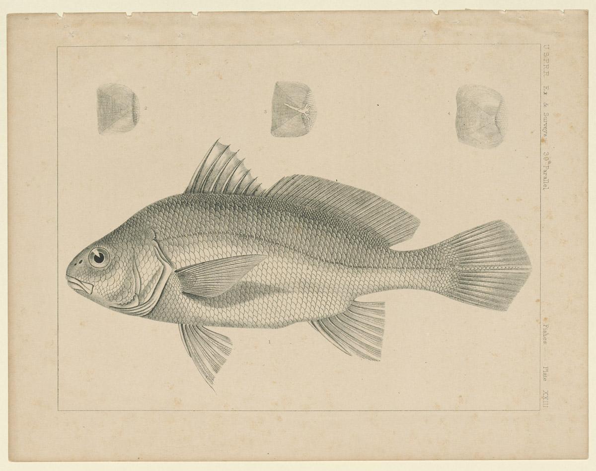 1969.2764 Print, view 2
