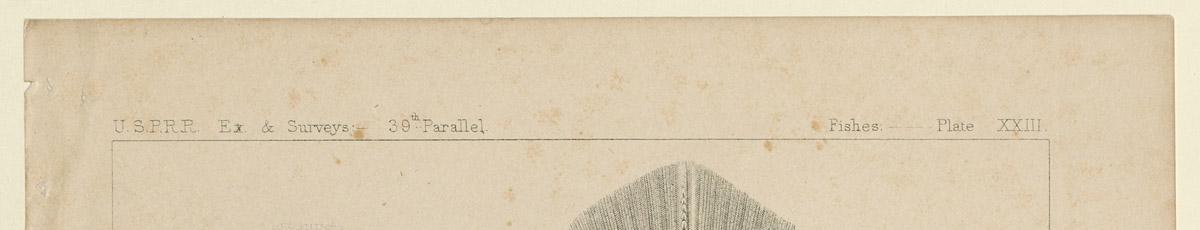 1969.2764 Print, detail 1