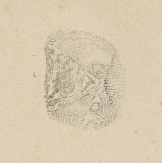 1969.2764 Print, detail 4
