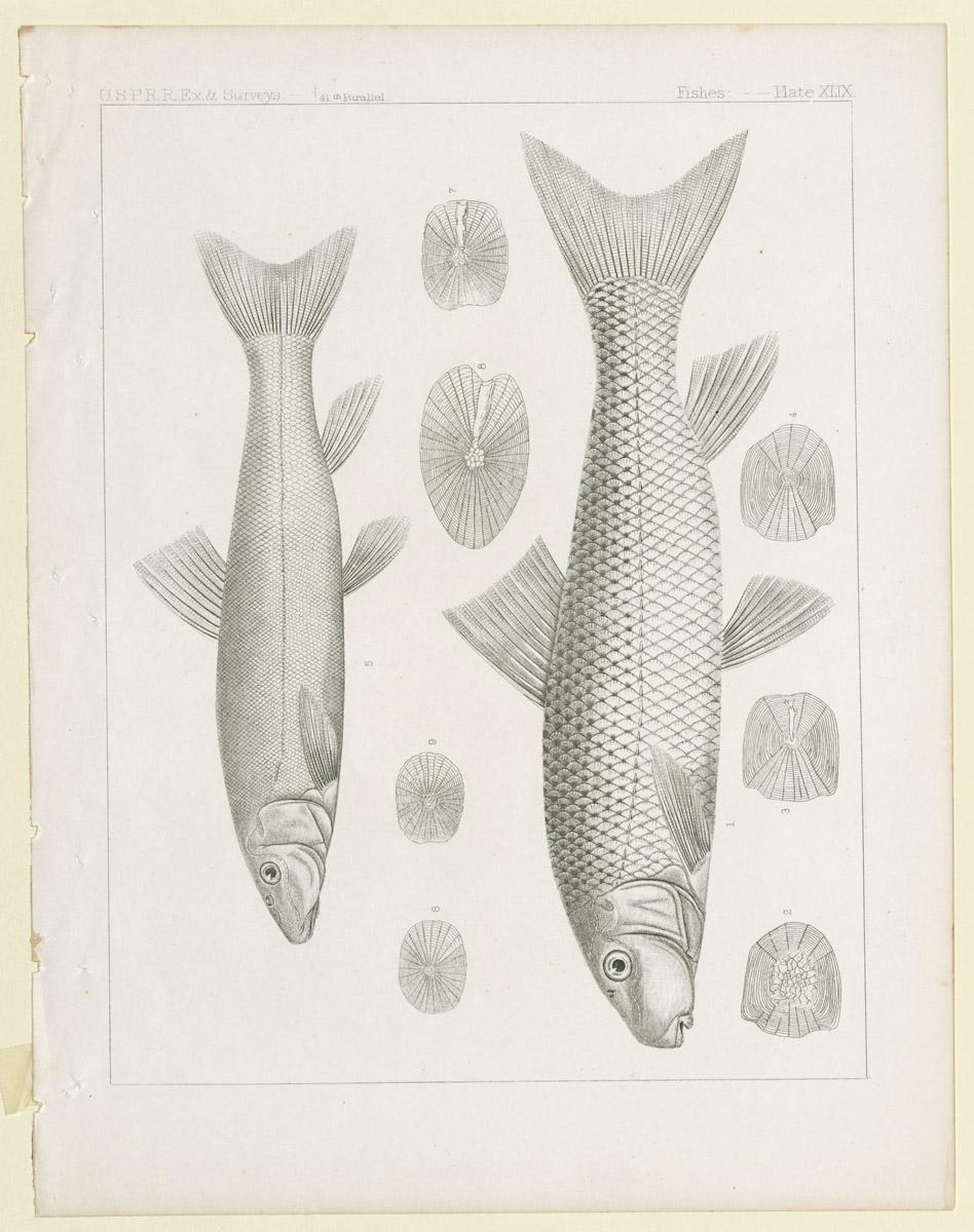 1969.2765 Print