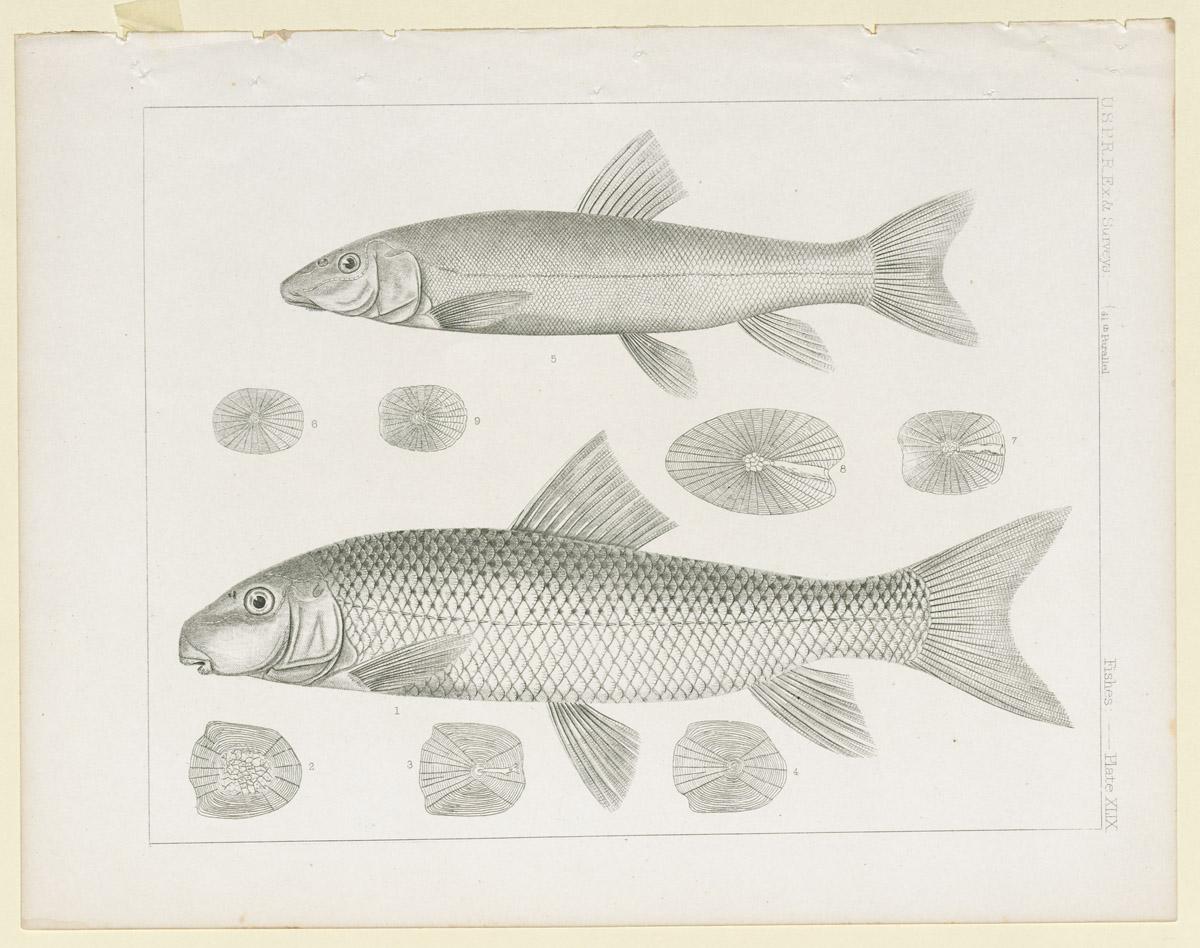 1969.2765 Print, view 2