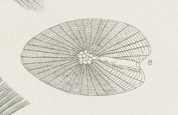 1969.2765 Print, detail 7