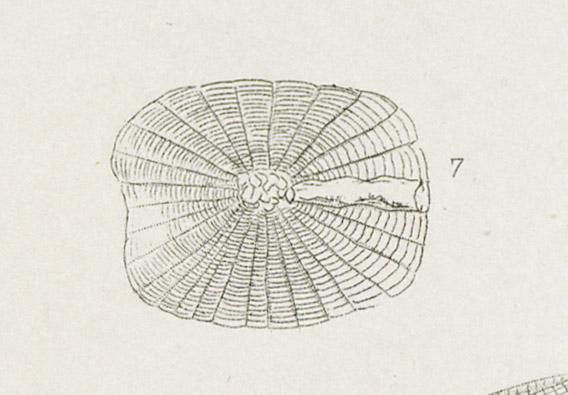 1969.2765 Print, detail 8