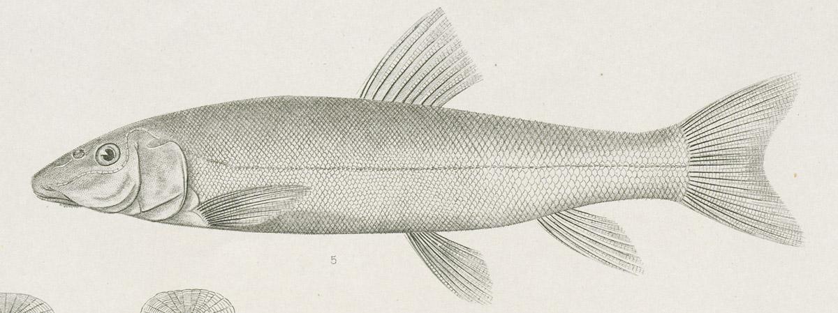 1969.2765 Print, image 1