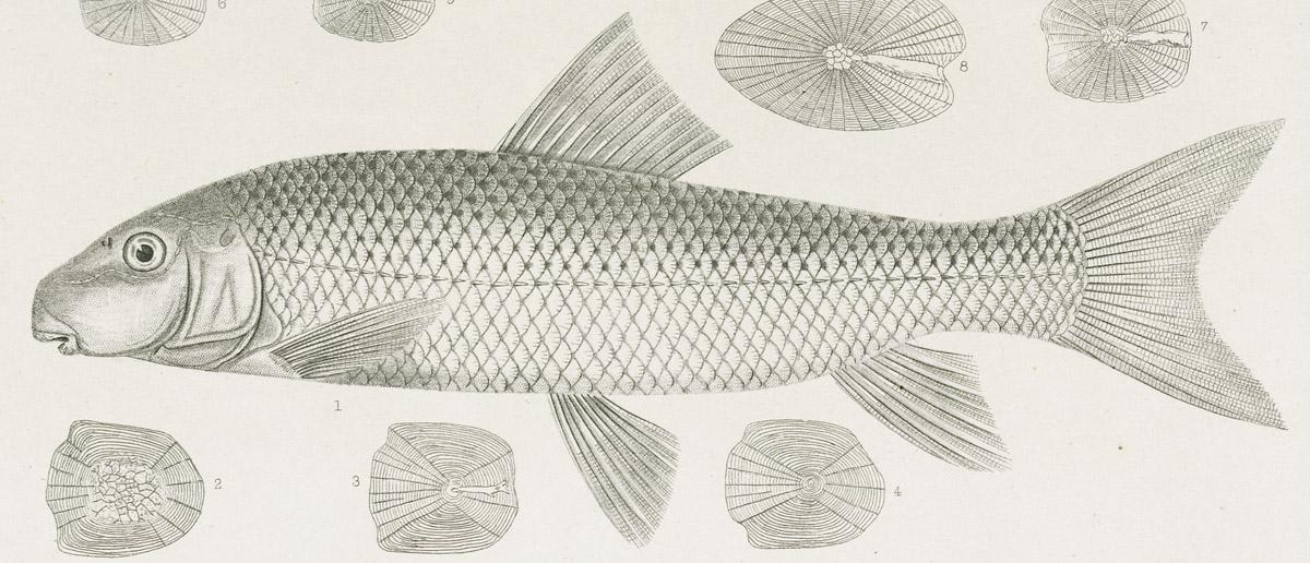 1969.2765 Print, image 2