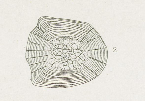 1969.2765 Print, detail 2
