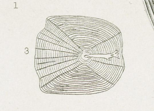 1969.2765 Print, detail 3