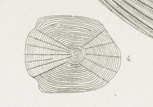 1969.2765 Print, detail 4