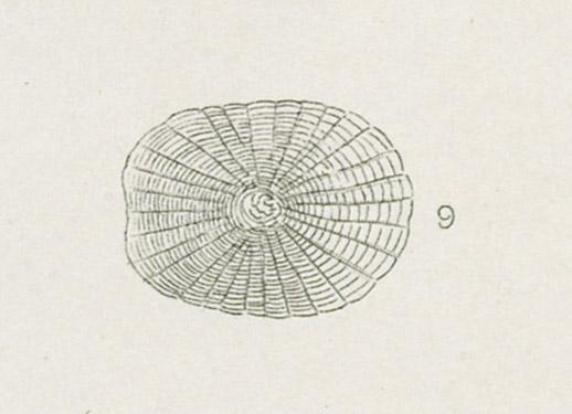 1969.2765 Print, detail 6