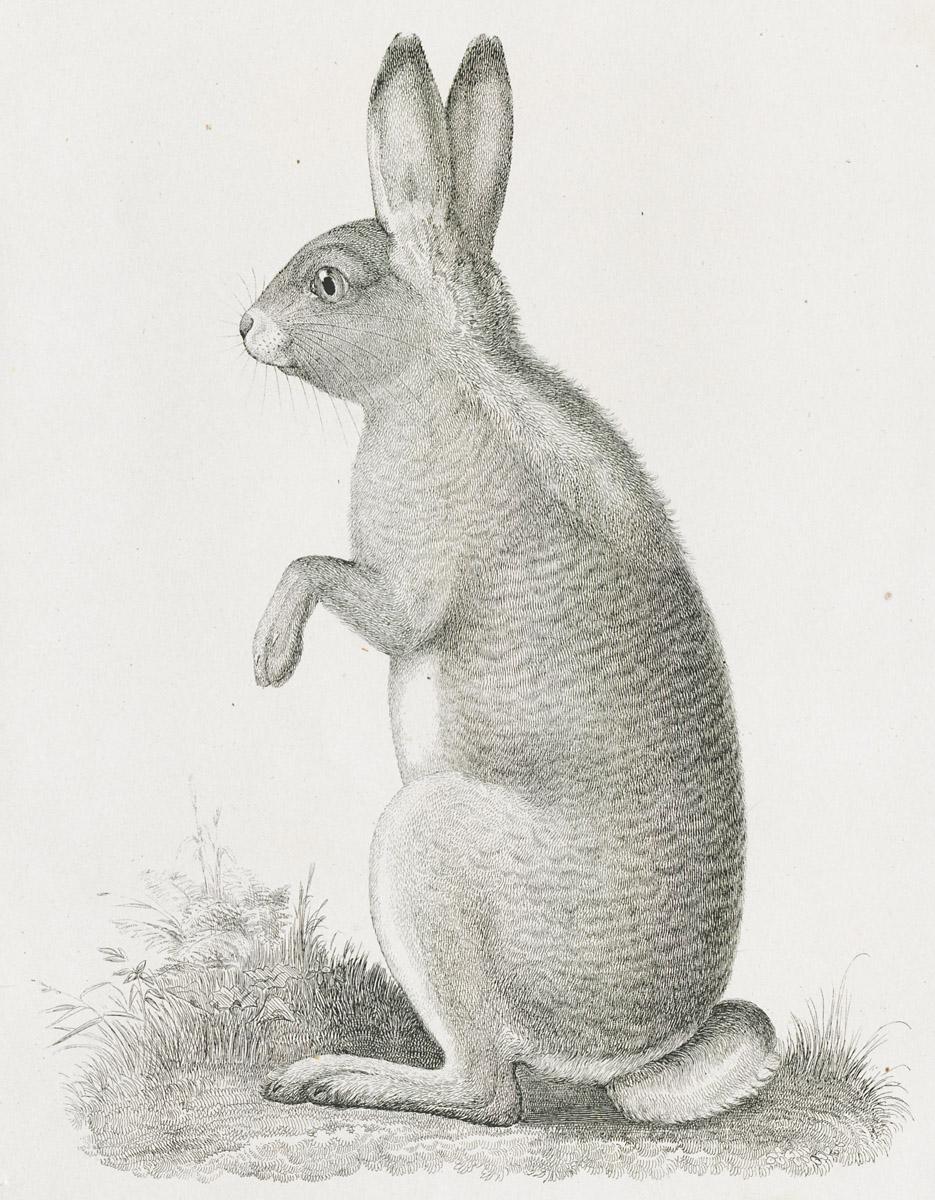 1969.2766 Print, image