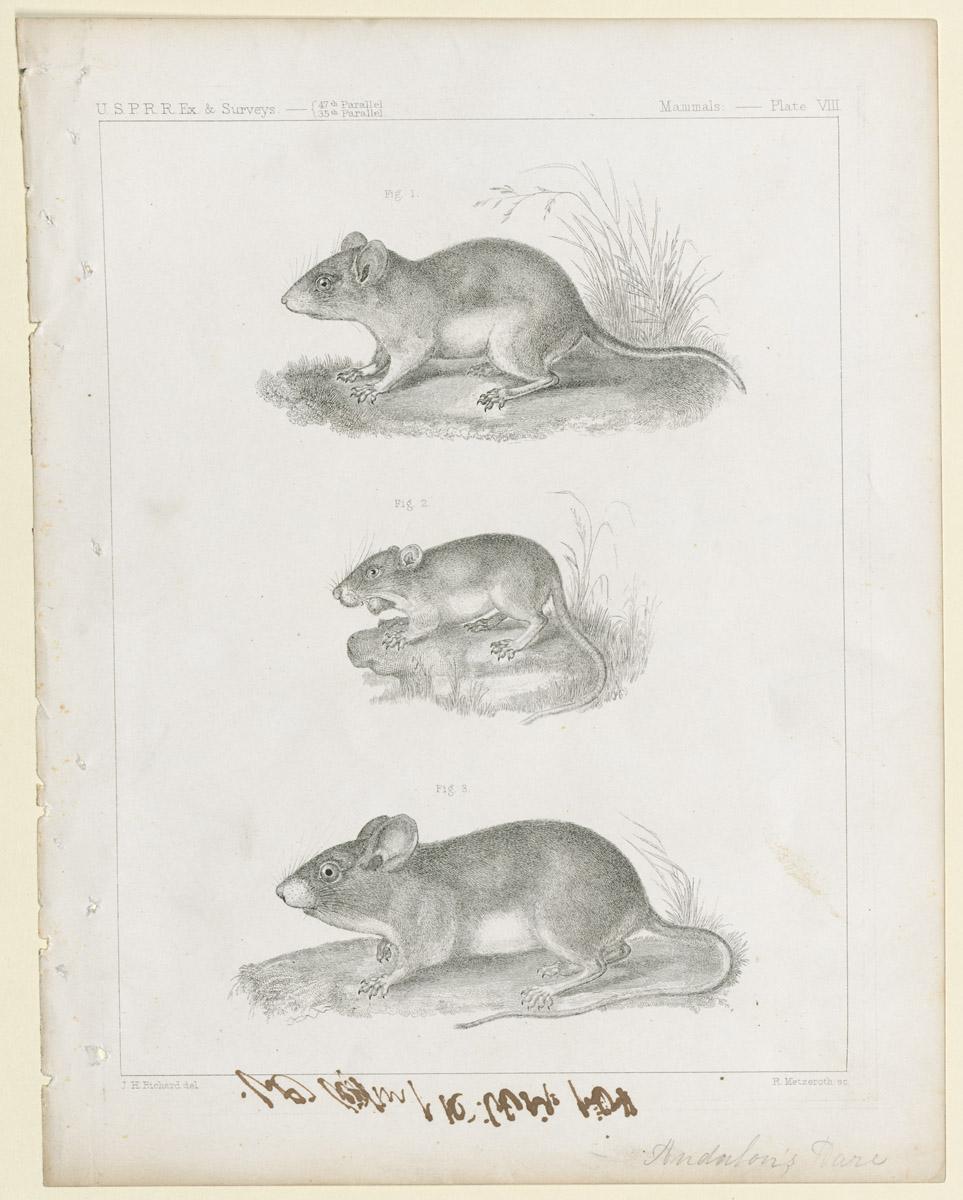 1969.2767 Print
