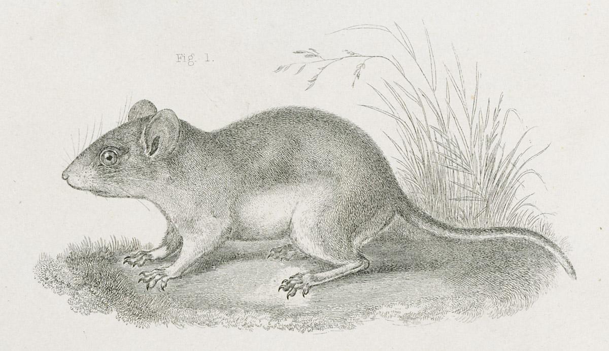 1969.2767 Print, image 1