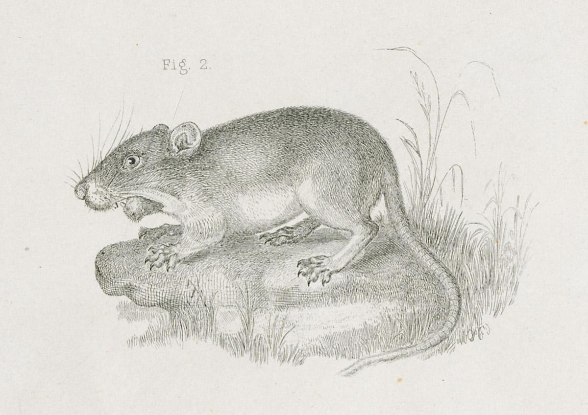 1969.2767 Print, image 2