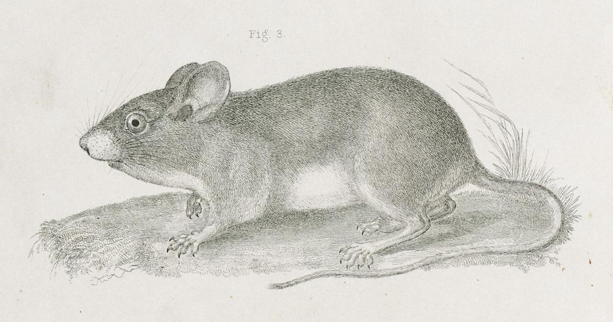 1969.2767 Print, image 3