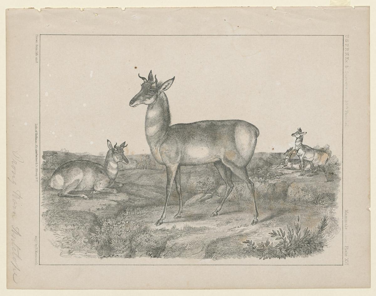1969.2768 Print, view 2