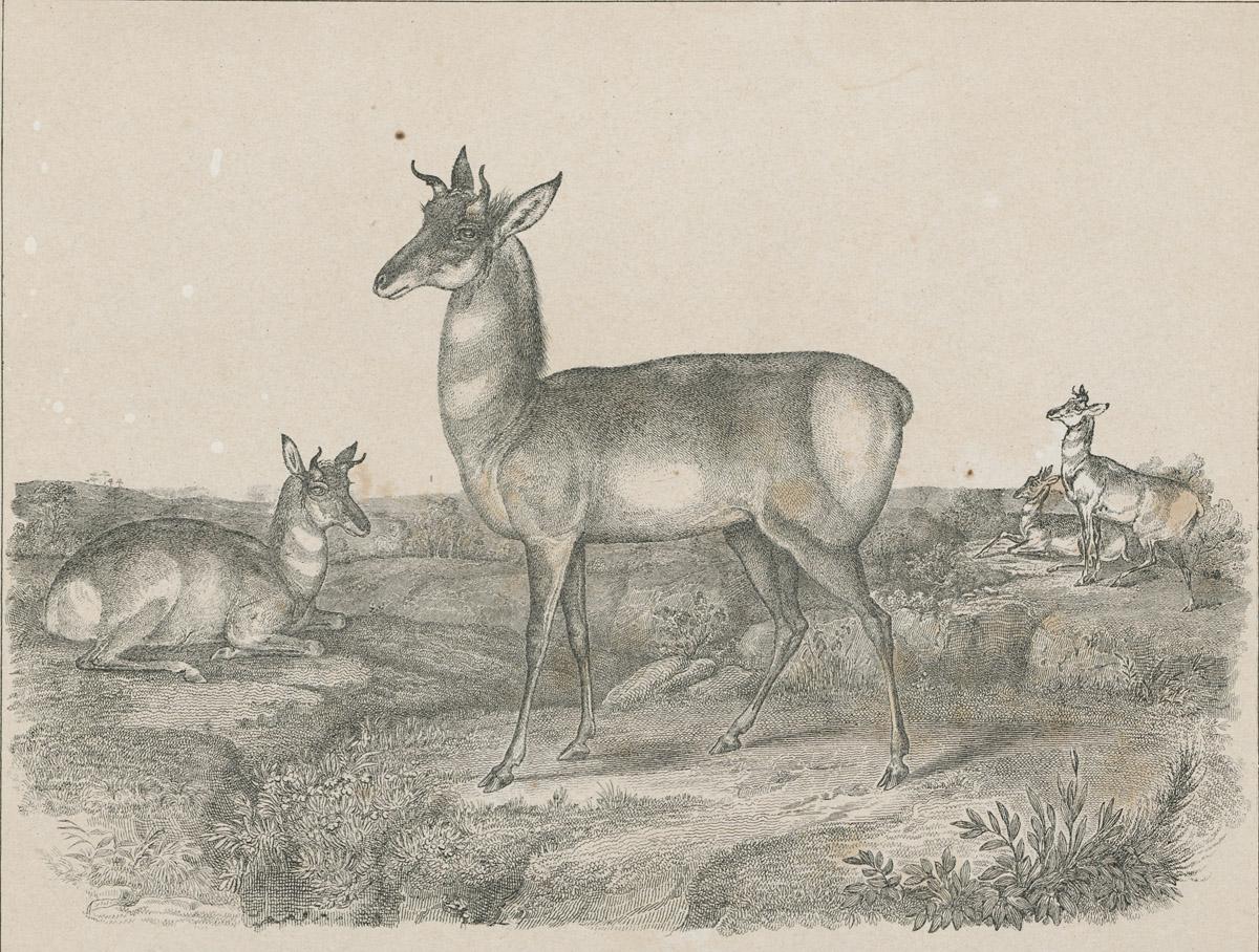 1969.2768 Print, image