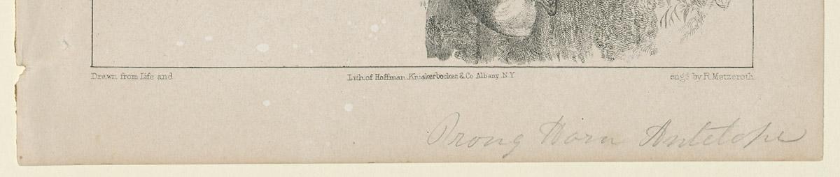 1969.2768 Print, detail 2