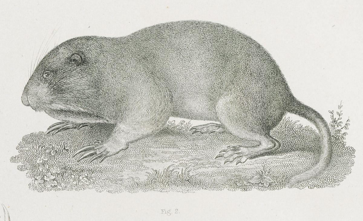 1969.2769 Print, image 1