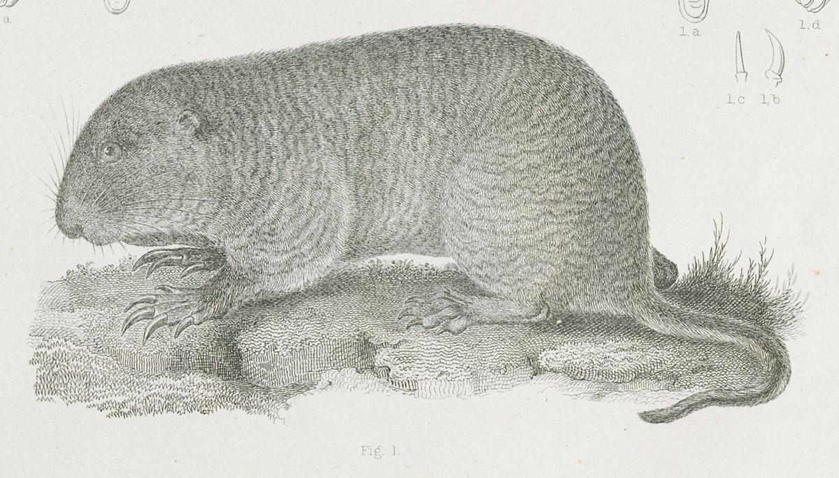 1969.2769 Print, image 2
