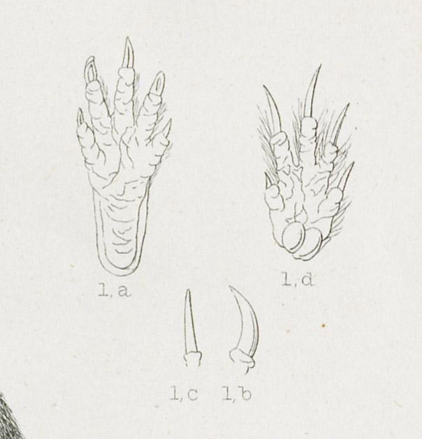 1969.2769 Print, detail 3