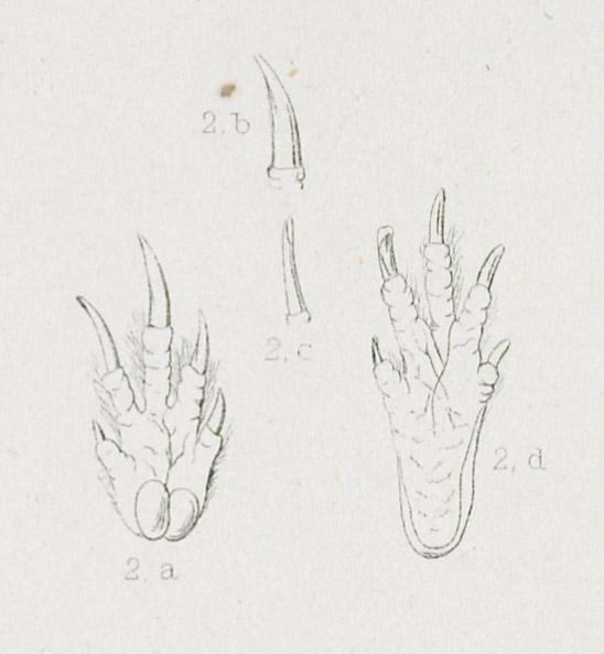 1969.2769 Print, detail 4
