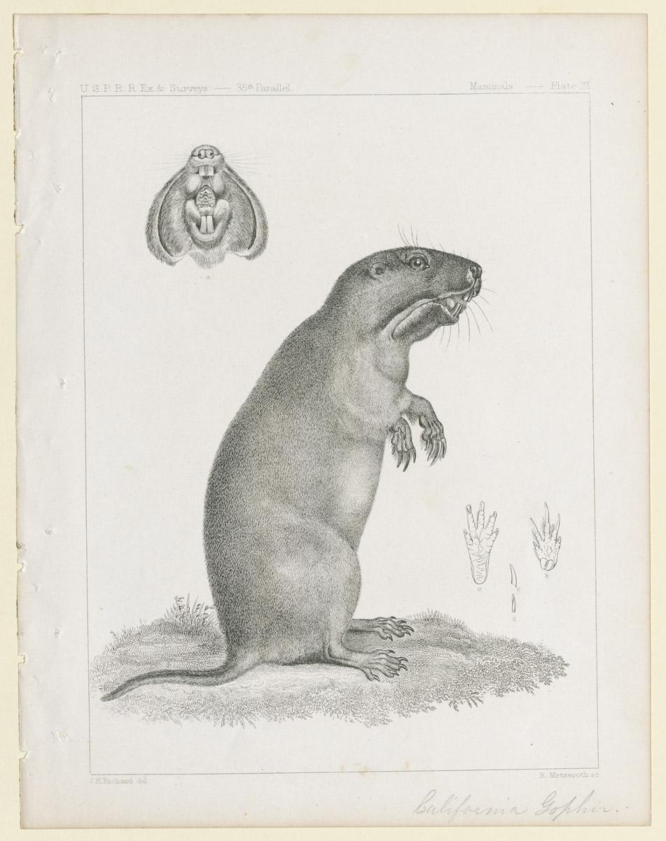 1969.2770 Print