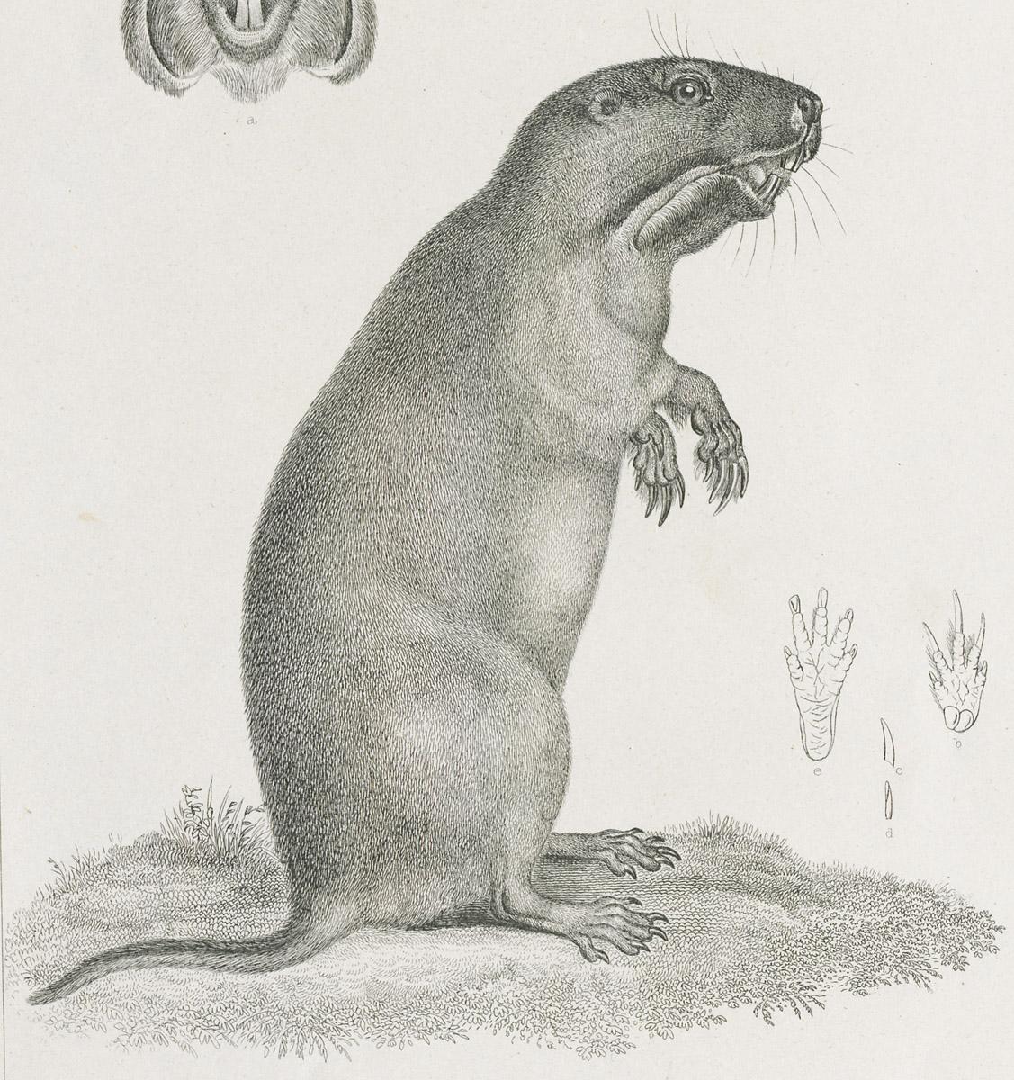 1969.2770 Print, image