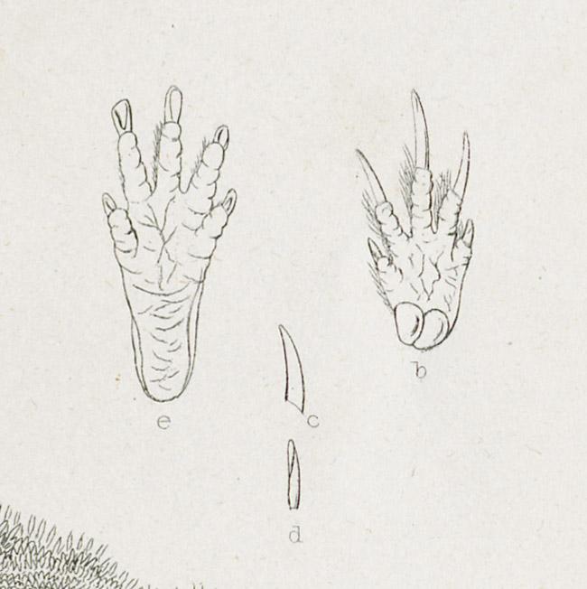 1969.2770 Print, detail 3