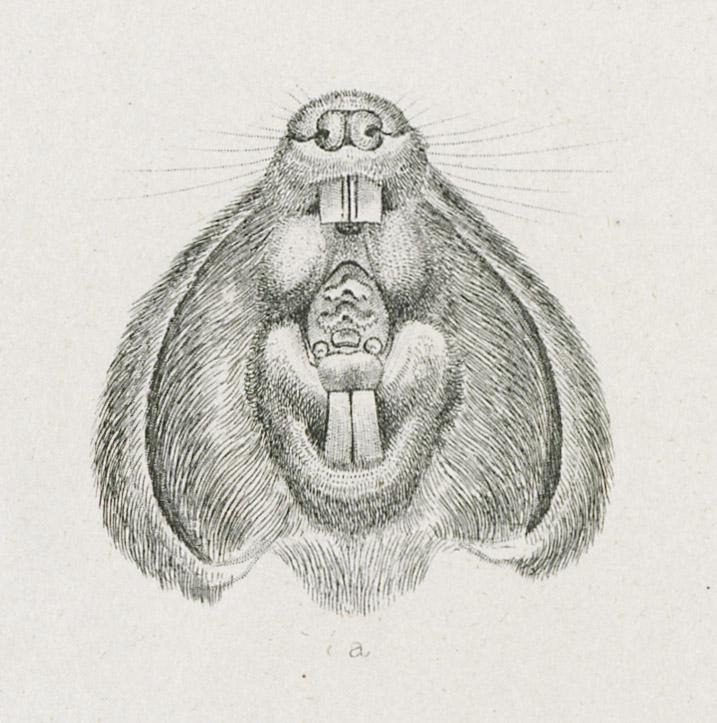1969.2770 Print, detail 4