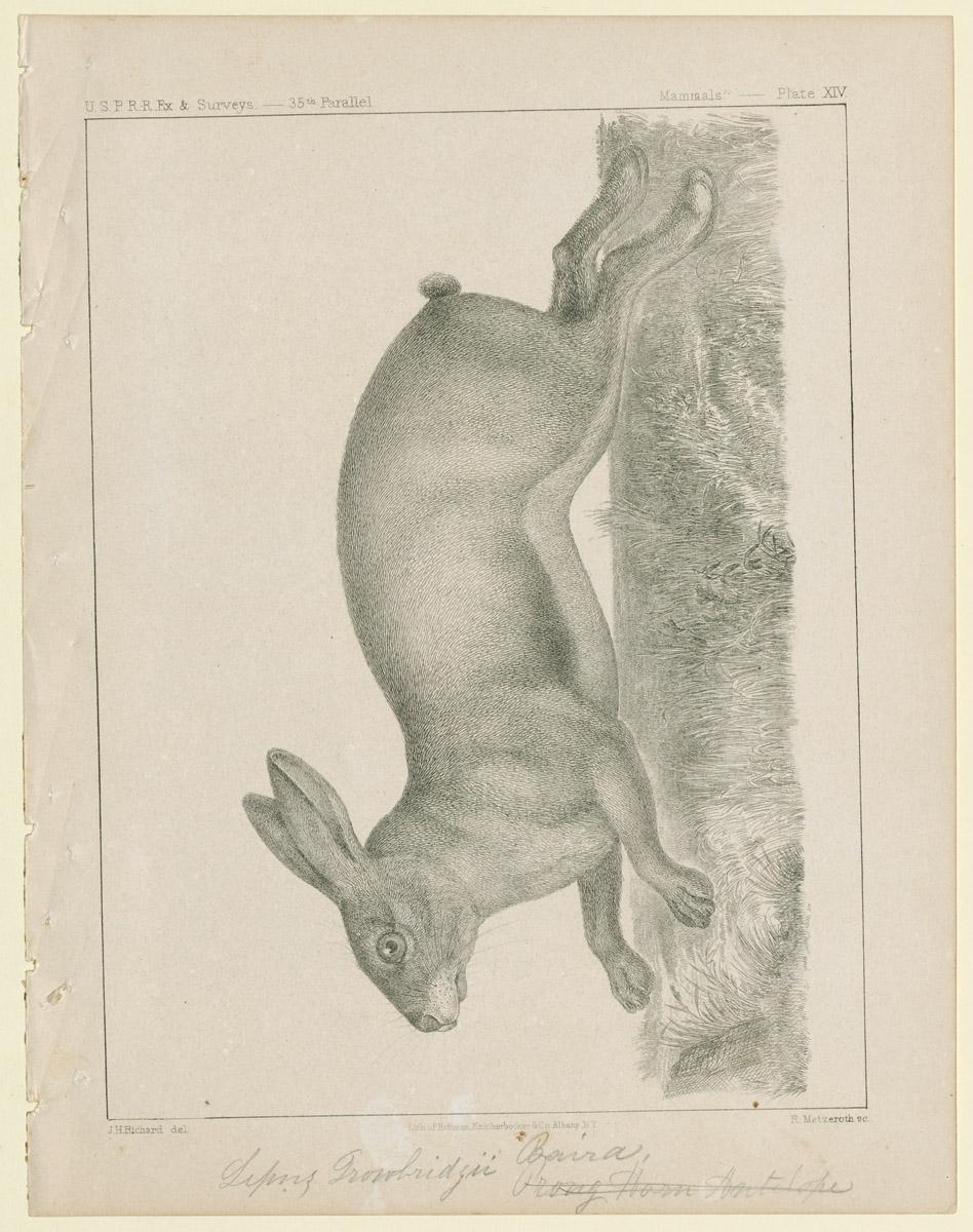 1969.2771 Print