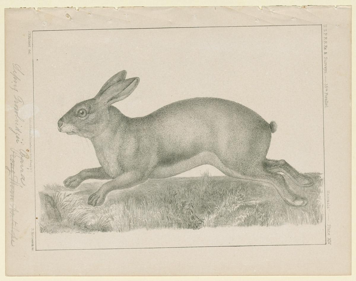 1969.2771 Print, view 2