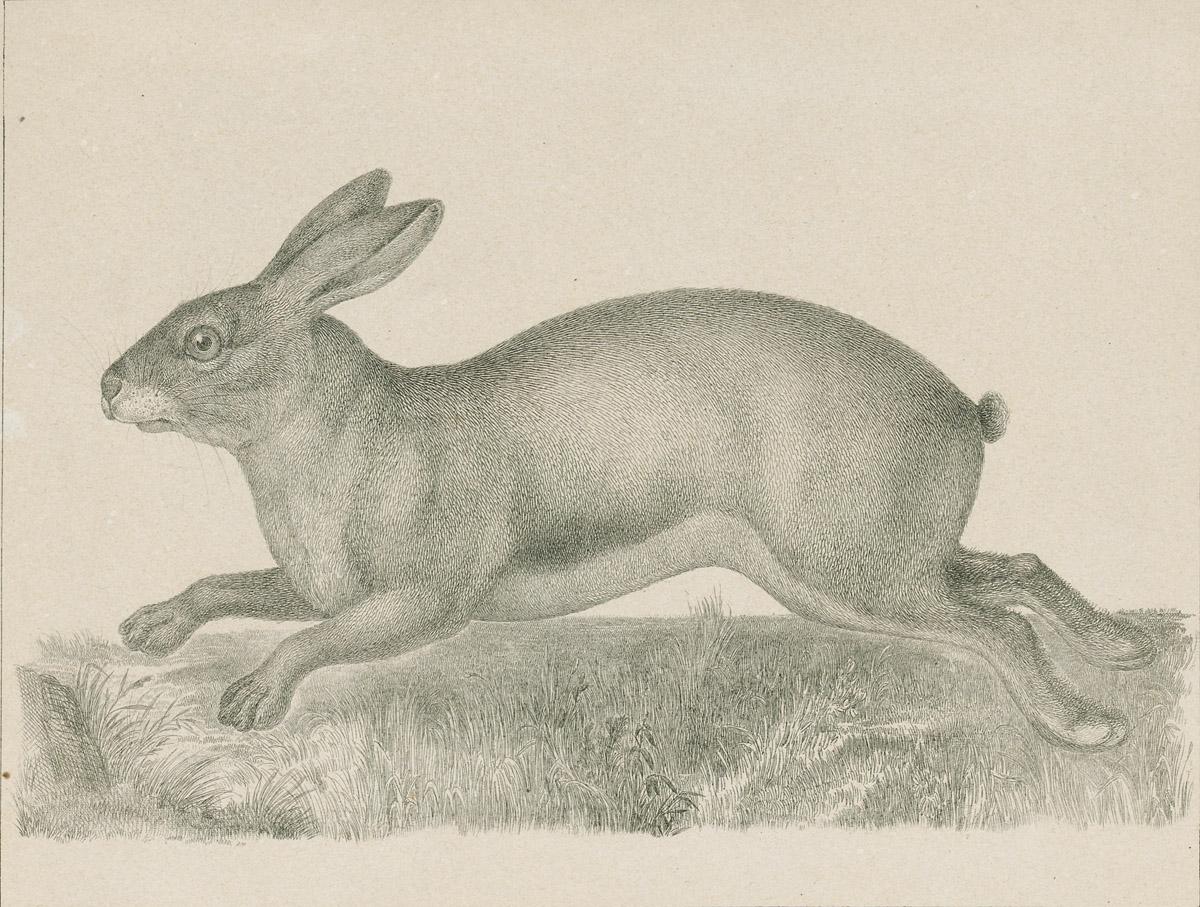 1969.2771 Print, image