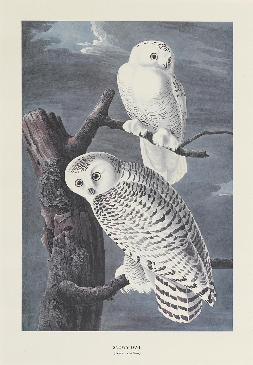 1969.2779.001 Print, View