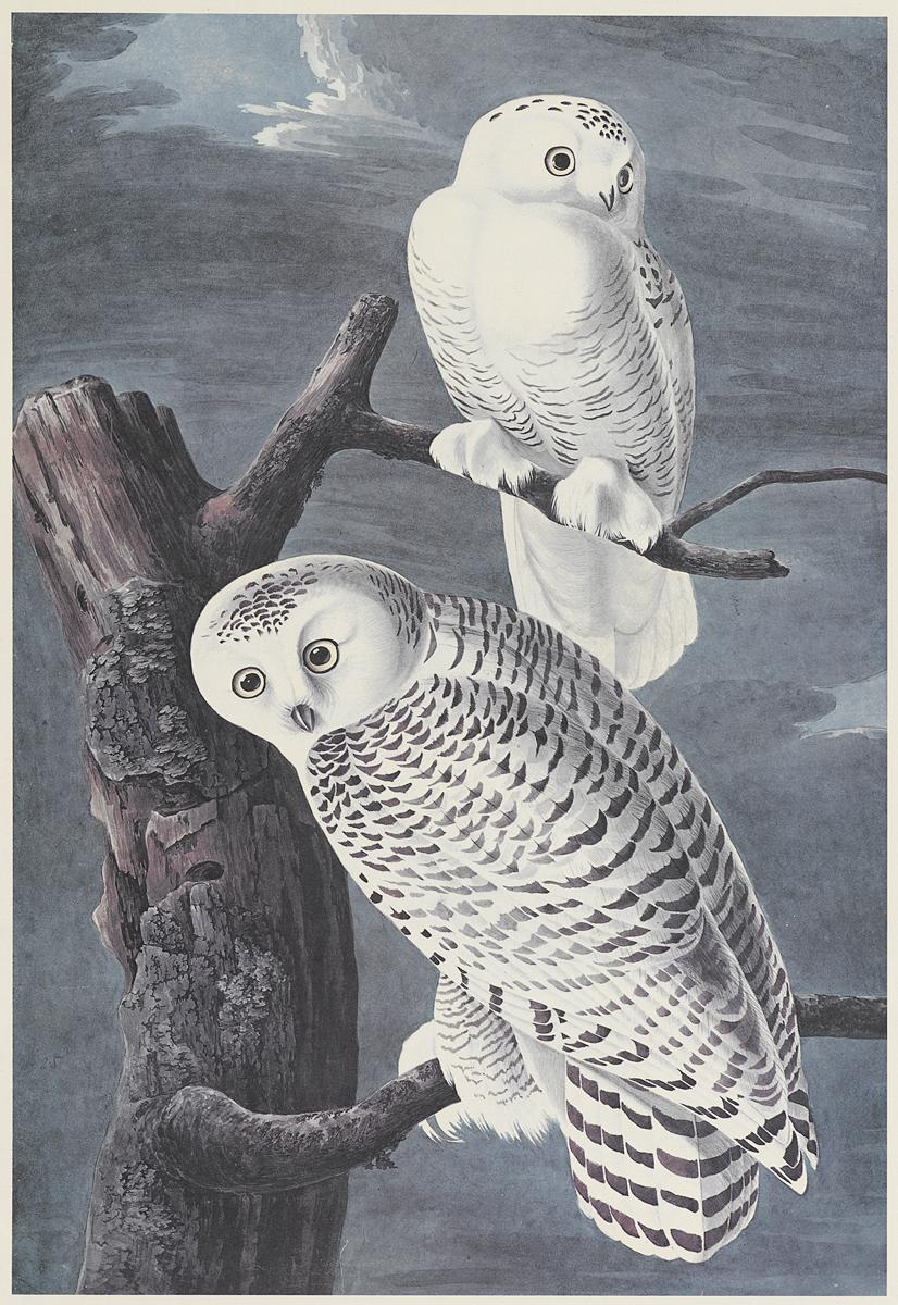 1969.2779.001 Print, View 2
