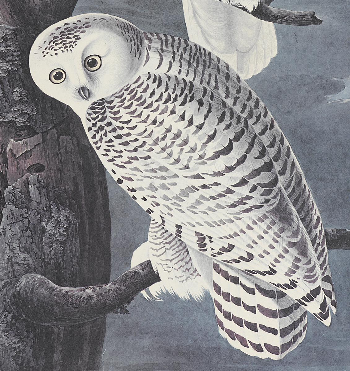 1969.2779.001 Print, Detail