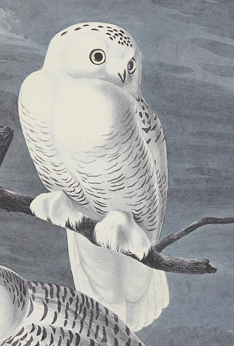 1969.2779.001 Print, Detail 2