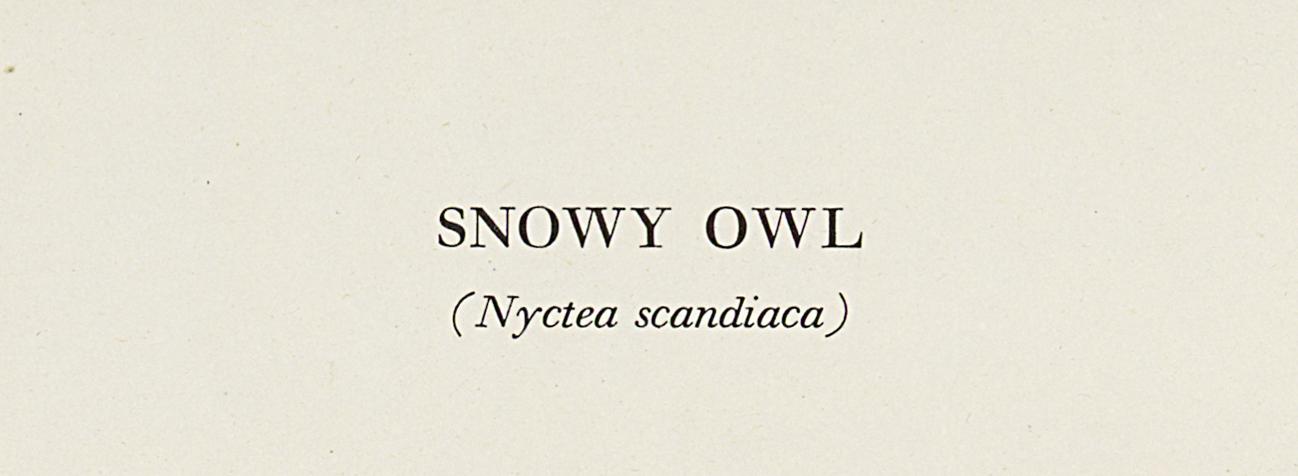 1969.2779.001 Print, Detail 3