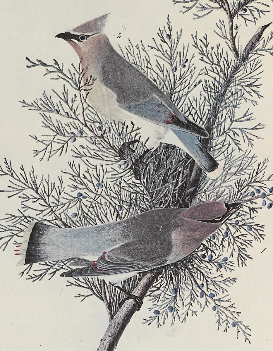 1969.2779.003 Print, Detail