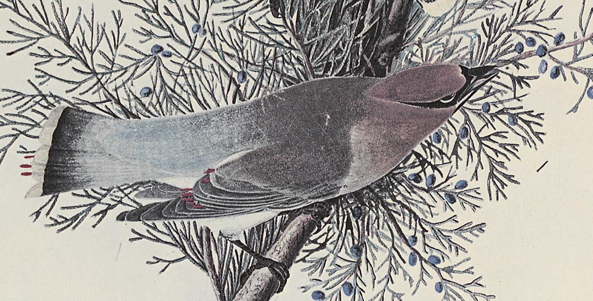 1969.2779.003 Print, Detail 3