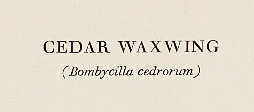 1969.2779.003 Print, Detail 5