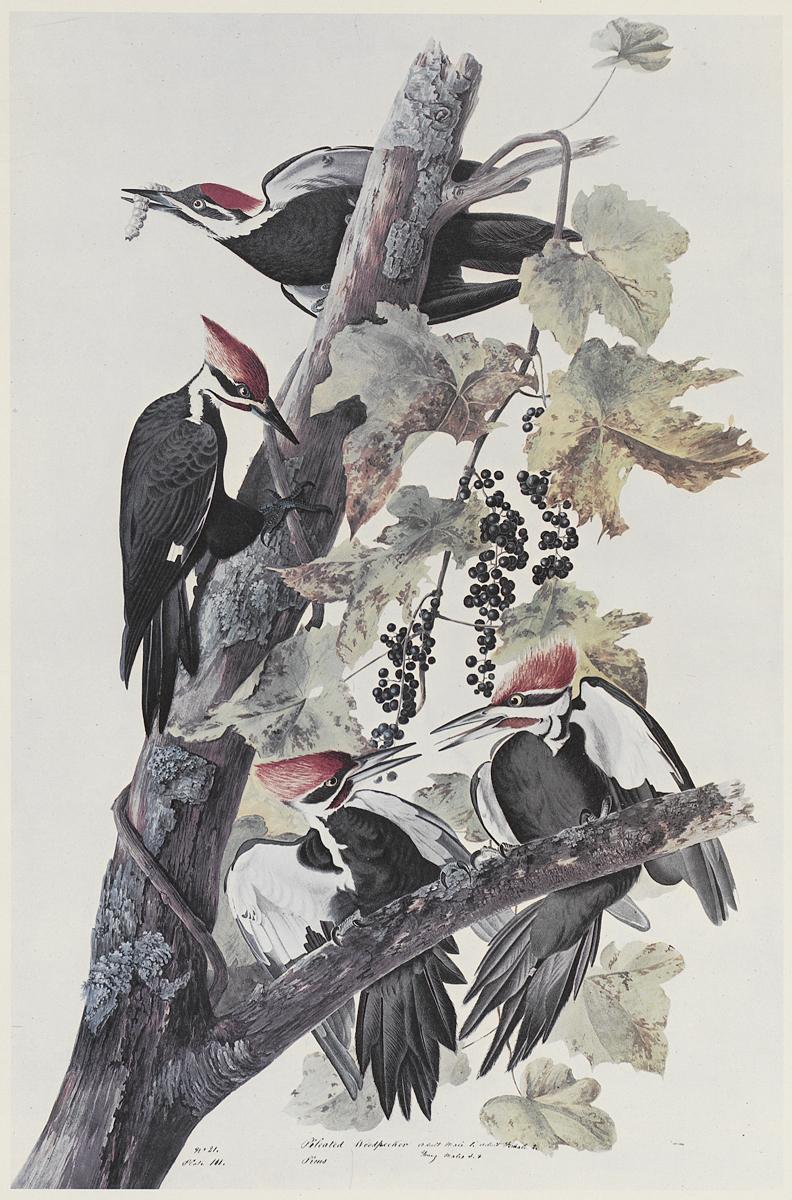 1969.2779.004 Print View 2