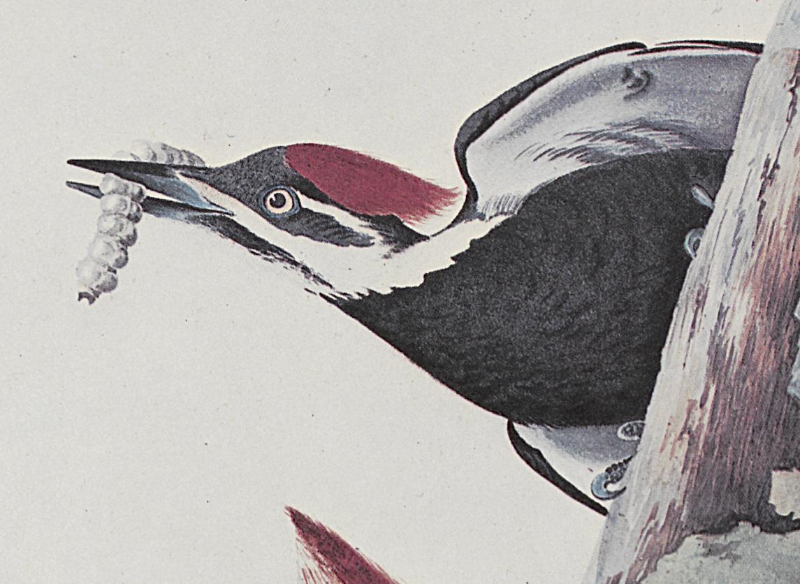 1969.2779.004 Print, Detail 3