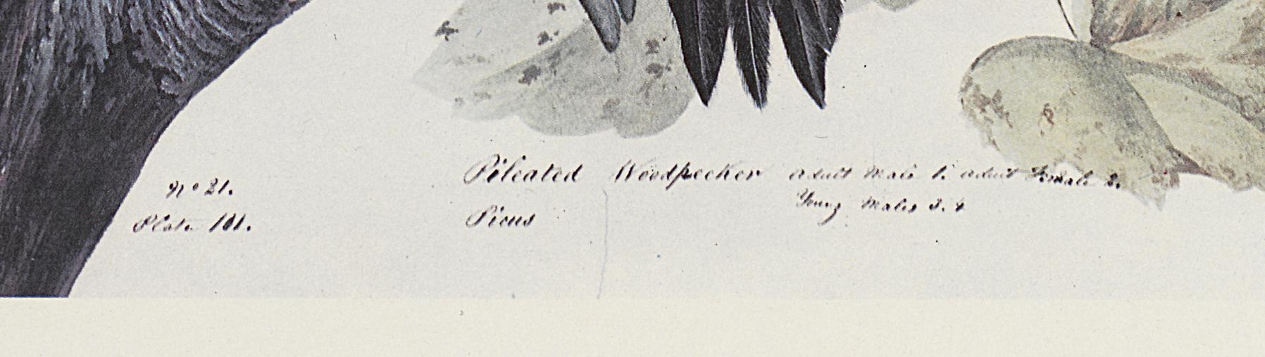 1969.2779.004 Print, Detail 4